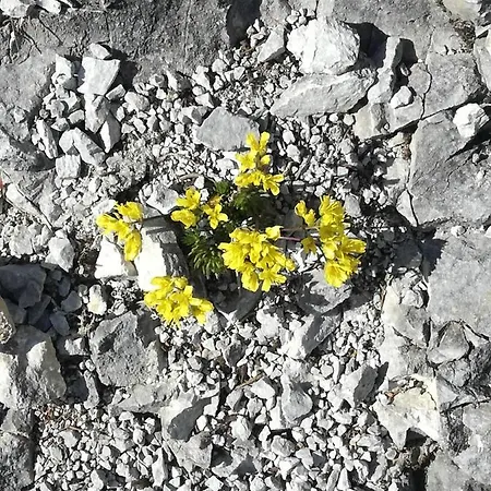 Апартаменты Bergahorn *