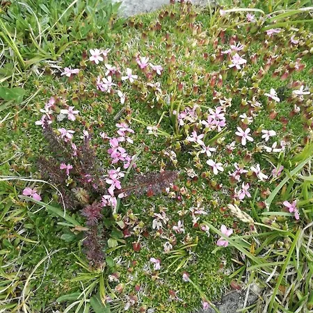 Bergahorn Апартаменты