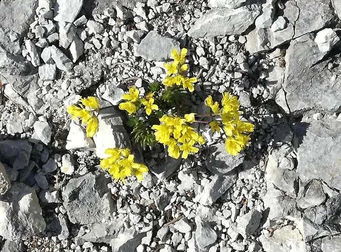 Appartement Bergahorn *