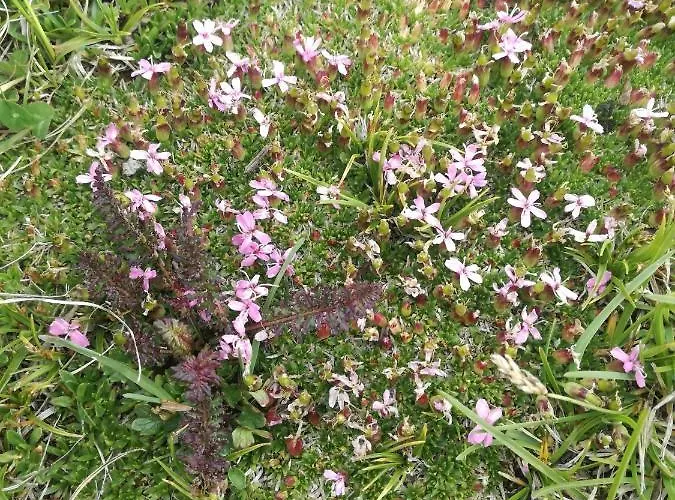 Bergahorn Appartement